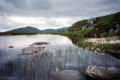 Bog cotton and peaty pool, Rig of the Jarkness