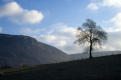 Tree, near Tan-y-Fron