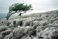 Tree, Twistleton Scar