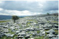 Limestone pavement, Sulber