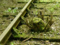 Rails in the undergrowth