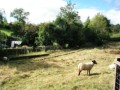 Nantmawr branch - a very short stretch which is not overgrown